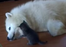 サモエド犬「ハイハイ、強いねー」子猫にされるがままの優しい犬さん。