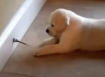 子犬「このビヨヨンが気になるの…」ずっとひとりで遊べそう(笑)