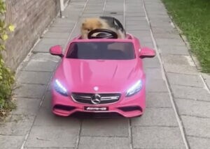 走ってくる派手な車！運転しているのはモフモフの…