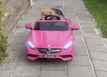 走ってくる派手な車！運転しているのはモフモフの…