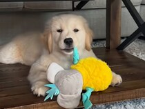 「詰まってない？」ツッコミ必至！ 棚の中でぎゅうぎゅう状態だけどここが犬さんのお気に入り！