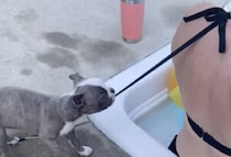 それはちょっと待って〜！子犬が引っ張っているヒモは…