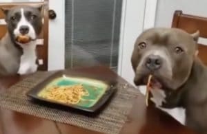 犬「黙秘します…」食い荒らされたゴハン、犯行バレバレだよ！