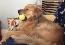 遊びたい〜でも眠い！ 大好きなボールは離さない犬さん。