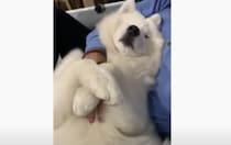 飼い主さんの腕をぎゅ〜！ 甘えん坊なサモエド犬。