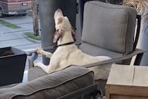 サイレンを聞くと遠吠えしたくなる犬さん、誰も見ていないと思って大声で…