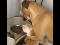 「このカリカリは猫のゴハンじゃないのさ」優しく諭すワンコ。