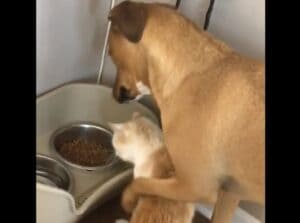 「このカリカリは猫のゴハンじゃないのさ」優しく諭すワンコ。