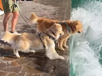 「今日は見学だけ」のはずが…予定外のハプニングを楽しんだゴールデンさん