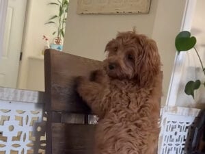 好きな人に会いたい気持ちが止まらない！ ゲートを飛び越えるキャバプーの姿が可愛い