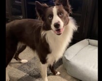 愛犬にどこで寝るのが好きか聞いたら、予想外の場所が１番だった(笑)