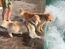 「今日は見学だけ」のはずが…予定外のハプニングを楽しんだゴールデンさん