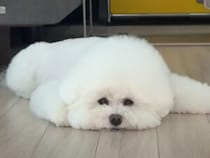 スネて床にぺったり貼り付いちゃった「もう動かないもん！」な犬さん