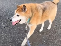 犬さんのお散歩帰りにおかえりスリスリ♡ 出迎える猫さんたちが可愛い