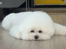 スネて床にぺったり貼り付いちゃった「もう動かないもん！」な犬さん