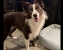 愛犬にどこで寝るのが好きか聞いたら、予想外の場所が１番だった(笑)