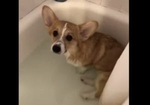 「あー、あったまる♡」お風呂が大好きすぎる犬さん、勝手に入浴してた。