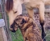 「馬さん聞いて！」困ったときは親友に相談するのが一番！ とっても仲良しな犬と馬さん