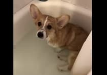 「あー、あったまる♡」お風呂が大好きすぎる犬さん、勝手に入浴してた。