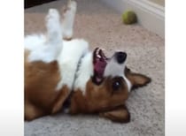 「飼い主、ボール取ってきてよ！」怠け者ワンコ、動きたくなーい！