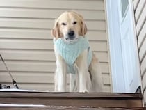 セーターを着ても雪に震えていた子犬が… 今では背中で雪滑りするまでに！