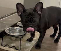 鼻ペチャだからかな？ お水を飲もうとした犬さんが勢い余って…