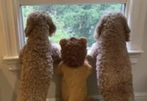 可愛すぎ！ 外を眺めるワンコと子どもの後ろ姿にほっこり♡