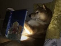 「昔々〜あるところに〜」絵本の読み聞かせをしてあげる柴犬がいました