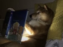 「昔々〜あるところに〜」絵本の読み聞かせをしてあげる柴犬がいました