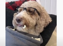 ポップコーンをラクに食べるライフハック！ 満足そうにモグモグする犬さん