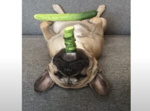 見て、このバランス感覚！ 特技を披露してくれるフレンチブルドッグさん。