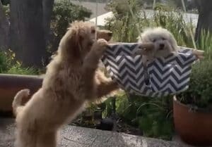 ブランコを楽しんでいると思ったら… 犬さんの本当の目的はこっち！