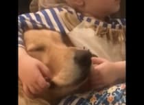 エンドレスでぷにぷに〜♡ ワンコのほっぺで遊ぶ女の子。