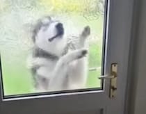 「ドアを開けるなんて簡単かんた… あれ？」 家に入りたい犬の動きが可愛かった。