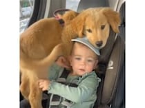 仲良しすぎる… 親友と離れたくなくてチャイルドシートを譲らない子犬