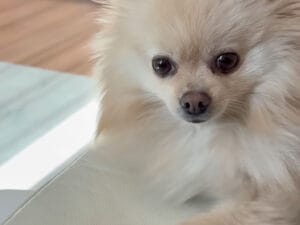 どっちが上の立場か分からせる戦い!? 絶対に譲らない犬さん