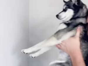 猫で話題の壁チャレンジ、「前足出る？出ない？」犬さんの挑戦が可愛かった