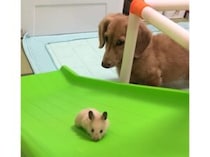 まるで保護者… 滑り台に挑戦するハムスターを見守る犬さん