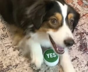 ボタンを使ってお返事！ いつでもYES!と元気に答えてくれる犬さん