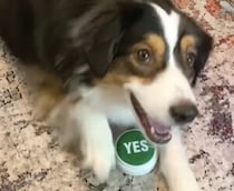 ボタンを使ってお返事！ いつでもYES!と元気に答えてくれる犬さん