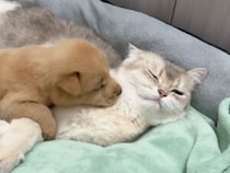 【尊い】猫に毛づくろいをおねだりする子犬→最後は一緒にお昼寝