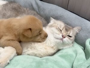 【尊い】猫に毛づくろいをおねだりする子犬→最後は一緒にお昼寝