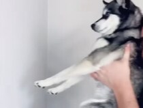 猫で話題の壁チャレンジ、「前足出る？出ない？」犬さんの挑戦が可愛かった