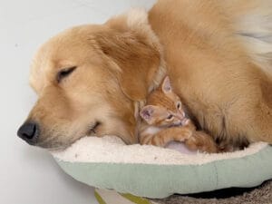 爆睡中の大型犬、気づけば子猫にやりたい放題、遊ばれていた!