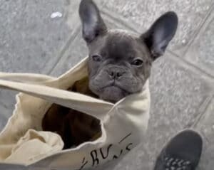 歩くの面倒、でも散歩は行きたい。そんな子犬のわがままを叶えるにはコレ!