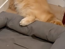 大きなベッドをもらったのに… なぜか「隣」で眠る犬さんの不思議なこだわり