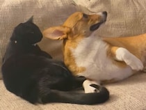 猫に甘えたい犬さん、眠いふりしてくっつく作戦！→猫さんの対応が容赦なかった