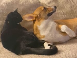 猫に甘えたい犬さん、眠いふりしてくっつく作戦！→猫さんの対応が容赦なかった