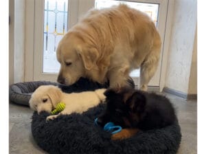 子犬たちに毎回ベッドを取られて、「もう我慢の限界だぁ！」 ついに先輩犬が怒った？