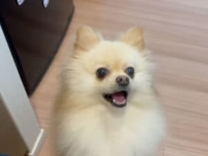 飼い主の質問に「うん!」と即答する犬さん、会話が成立しすぎて可愛い